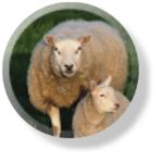 sheep_button.jpg